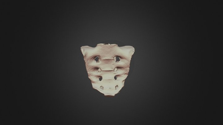 Sacrum 3D Model