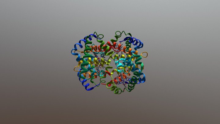 Hemoglobin 3D Model