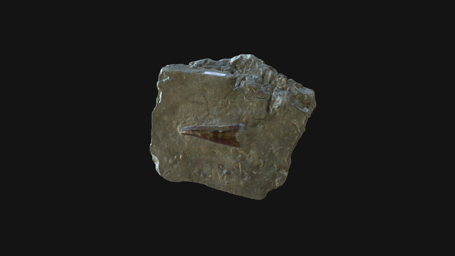 Dent Dakosaurus