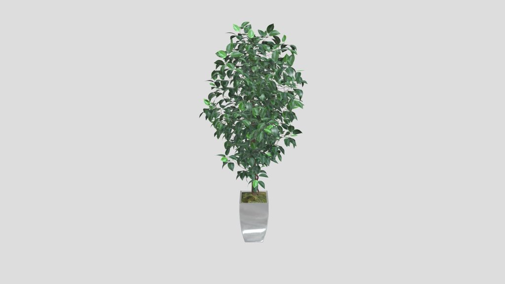 Faux Ficus Tree In Porcelain Planter