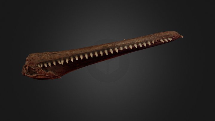 Peine indígena 3D Model