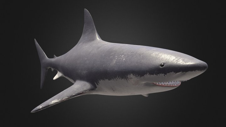 Shark 3D Model