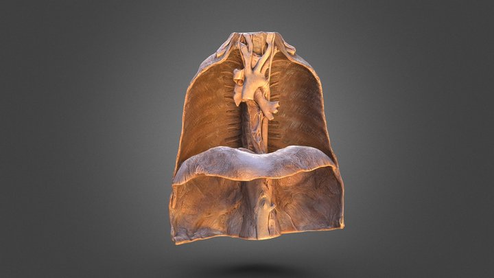 胸后壁和后纵膈 3D Model
