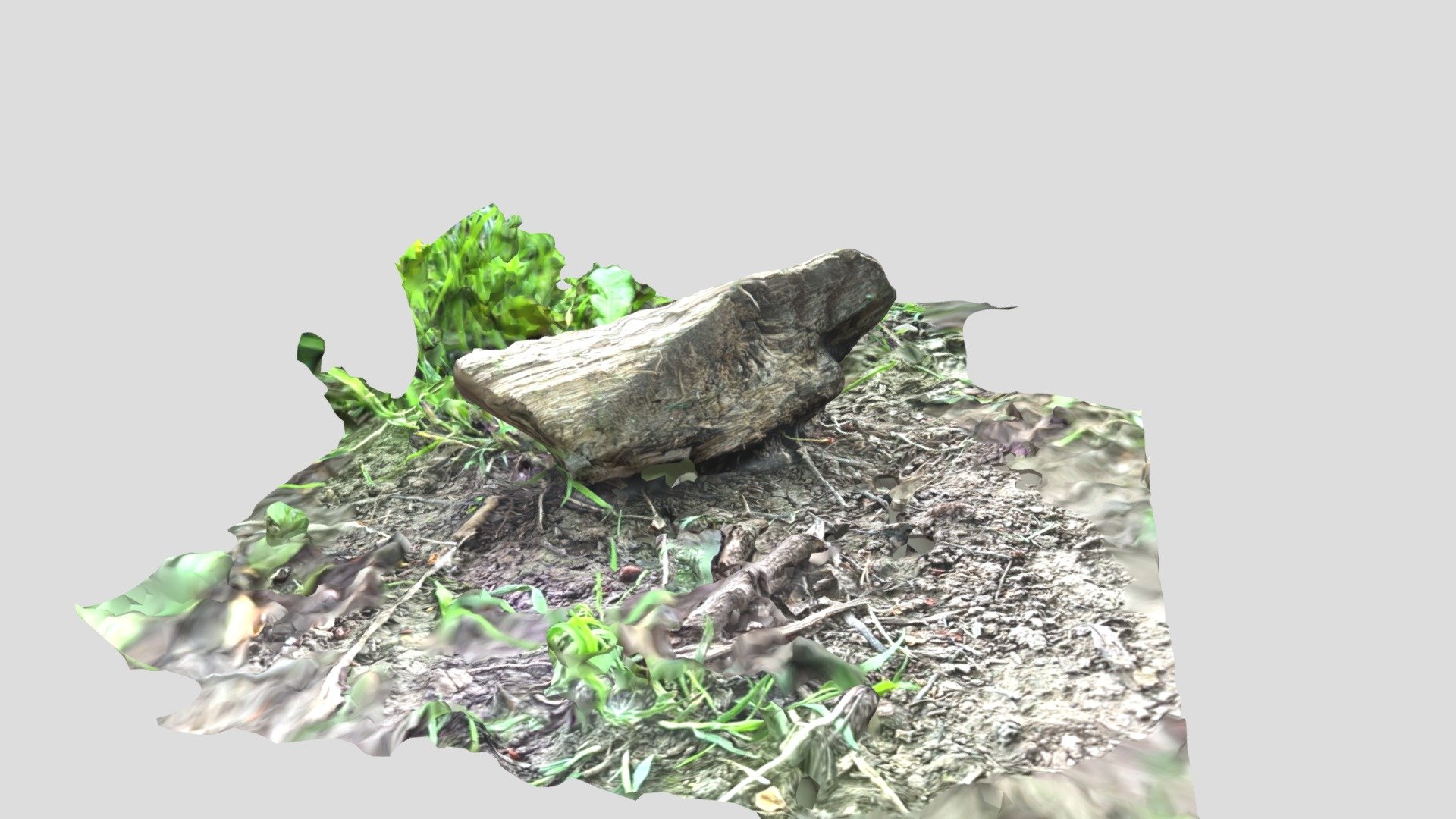 Wood Stick Log in Woodland Landscape on Mud
