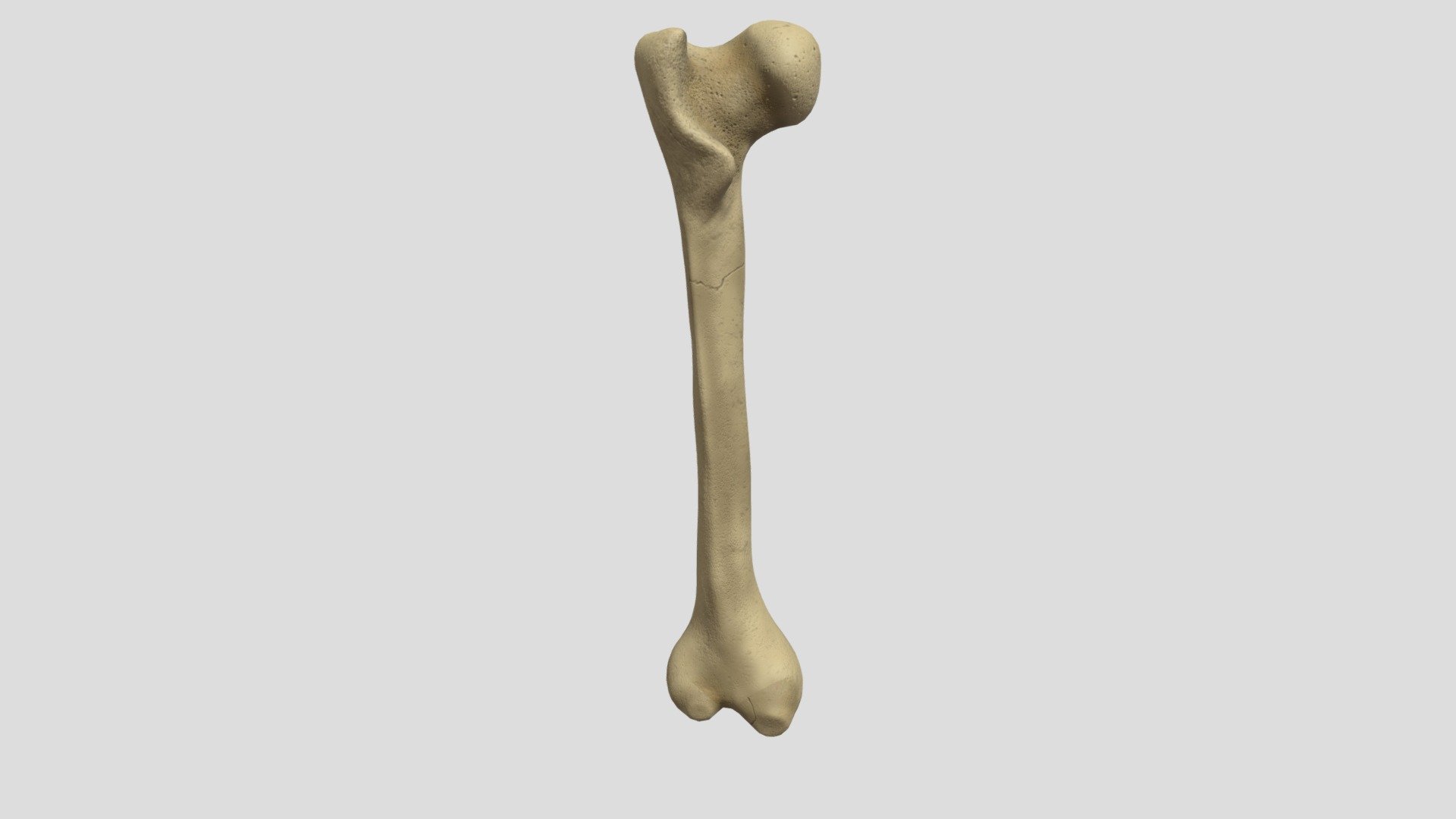 Monsters in the Dark - Femur Bone Prop - 3D model by leatass [cd5abd1 ...