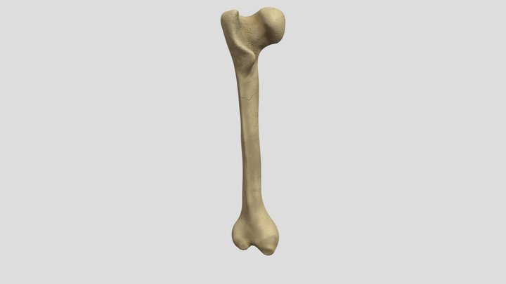 Monsters in the Dark - Femur Bone Prop 3D Model