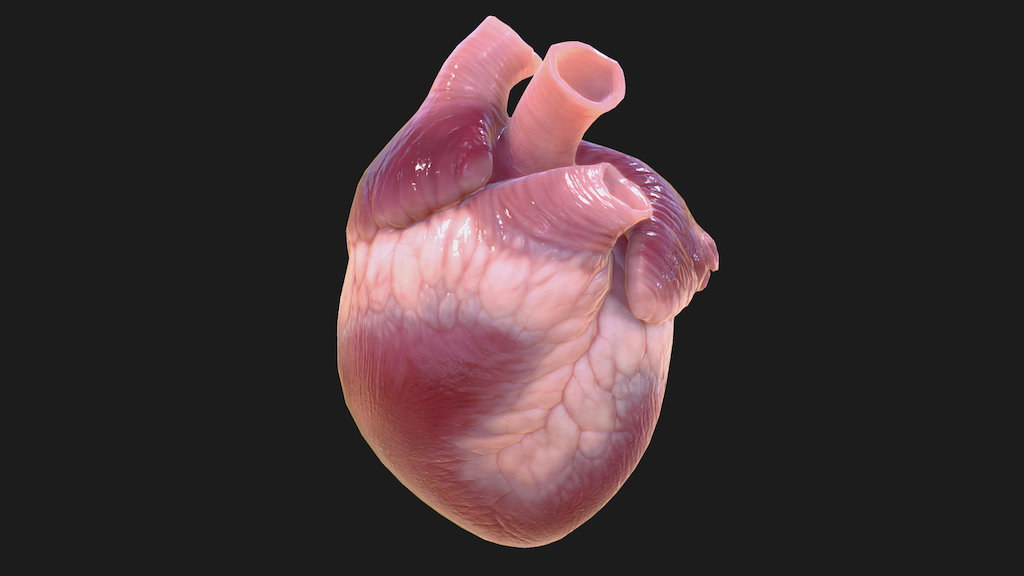 heart A 3D model collection by cajalover (cajalover