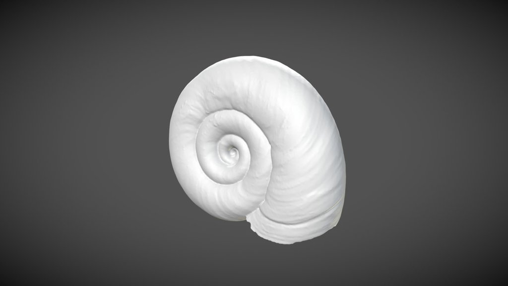 Biomphalaria alexandrina (Ehrenberg, 1831)
