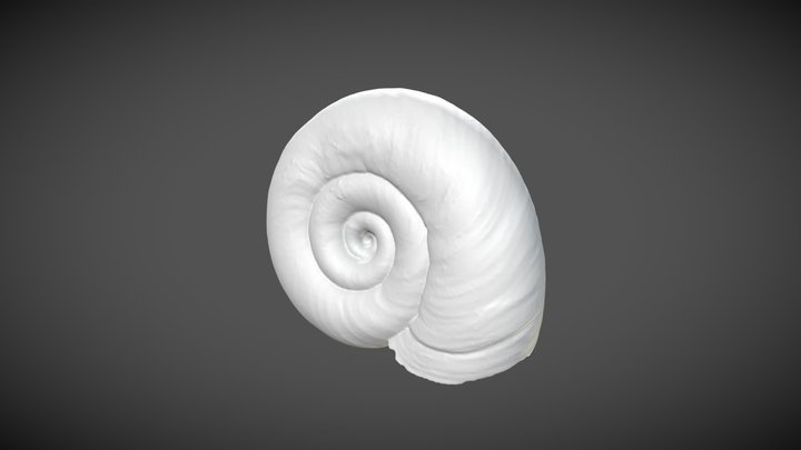 Biomphalaria alexandrina (Ehrenberg, 1831) – Modello 3D gratuito STL