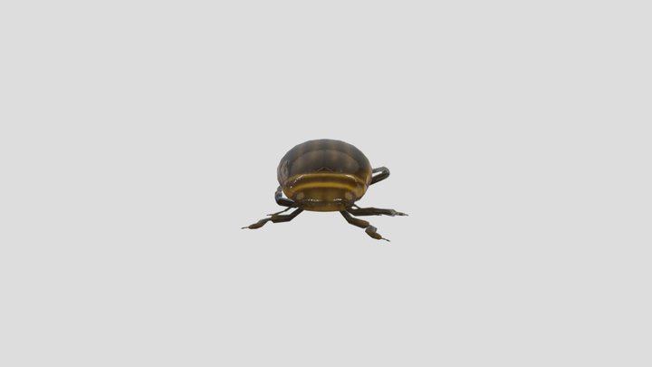 Beetle - Dytiscidae (Credit: Mixall Studio) 3D Model