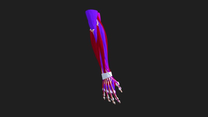 Antebrazo Muscular Anatomia 3D Model