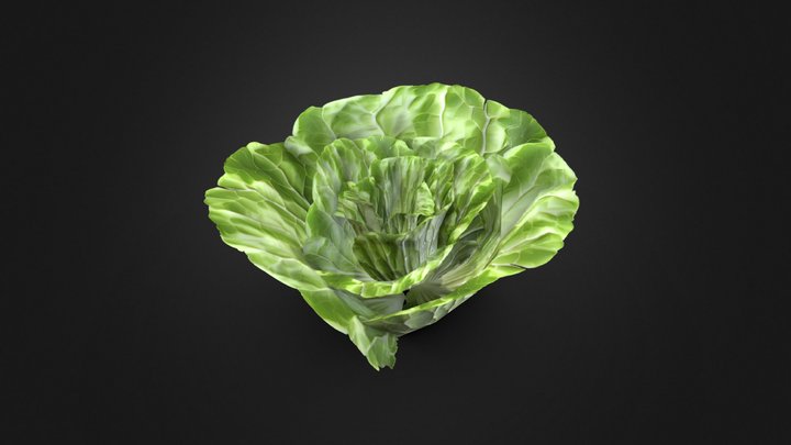 Low Poly Lettuce 3D Model