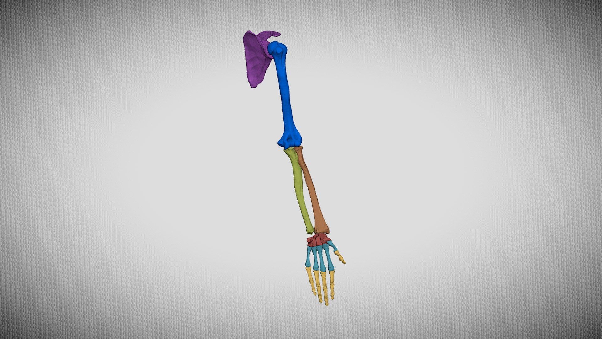 human-arm-bones-3d-model-by-vfb-paleoart-vfbrugnola-cd61a00