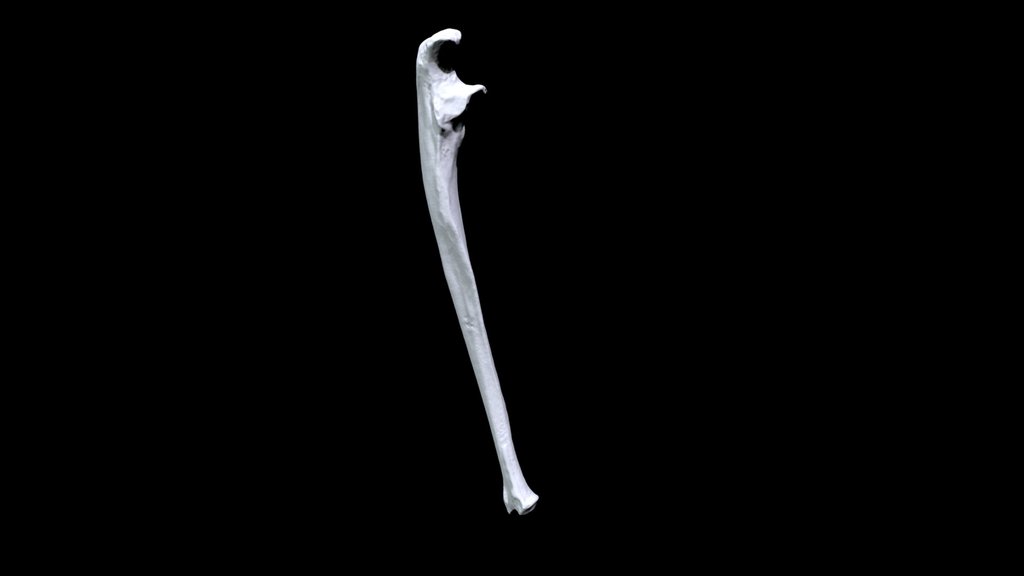 Human Ulna