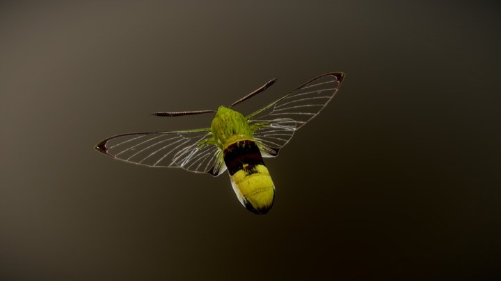 Cephonodes hylas but greener