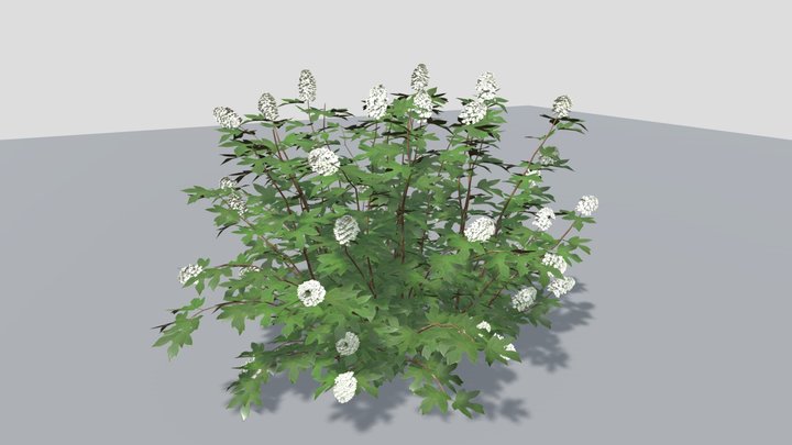Hydrangea quercifolia カシワバアジサイ 3D Model