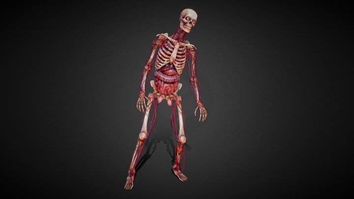 Skeleton with organs 3D Model