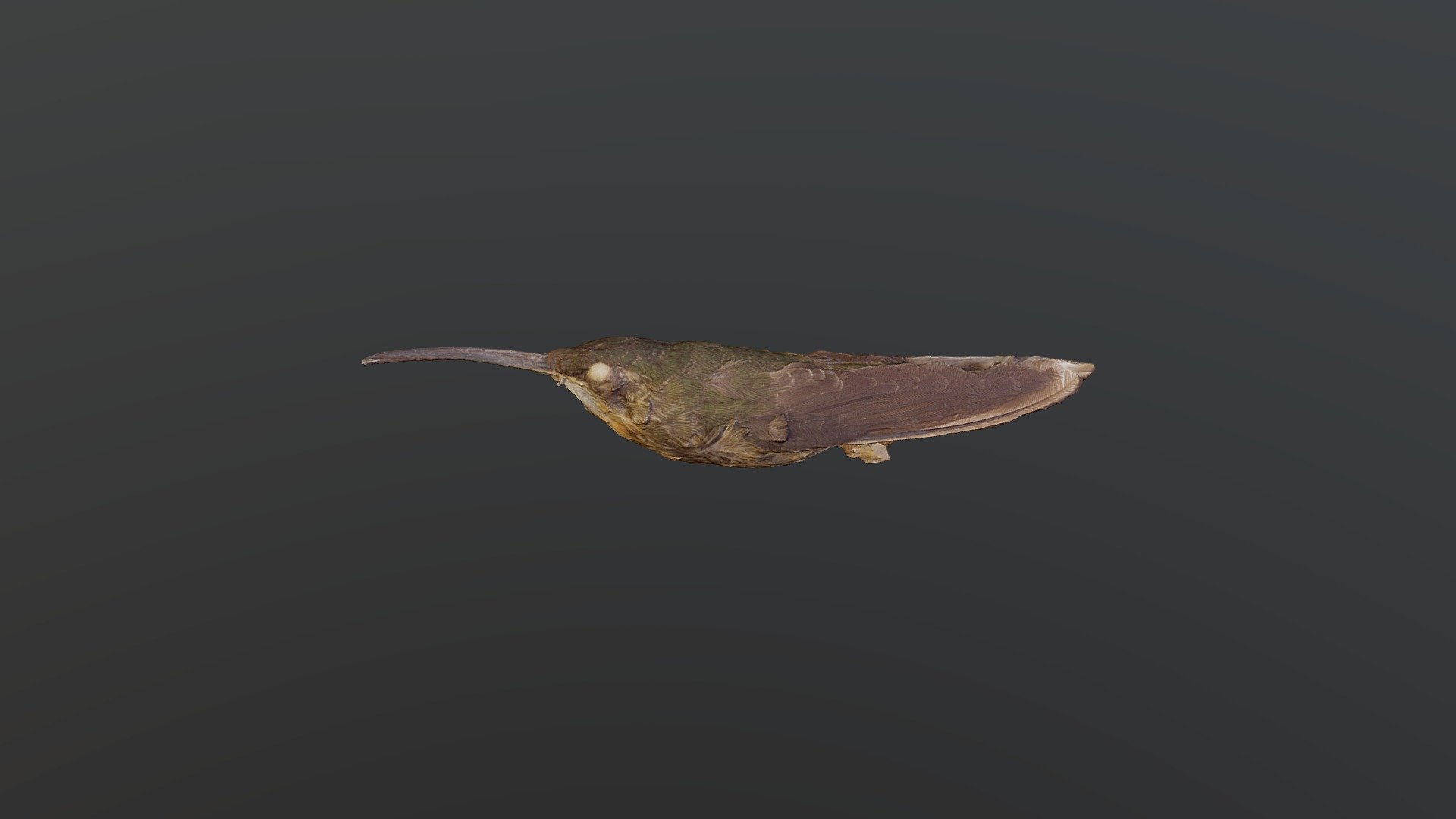 Pale-tailed Barbthroat - Threnetes leucurus