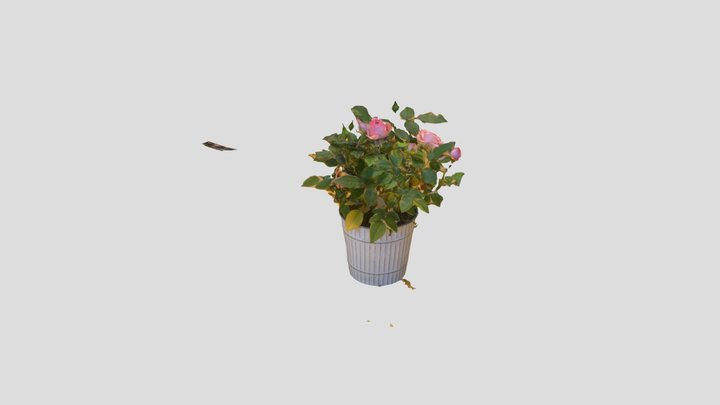 Rose 1 3D Model