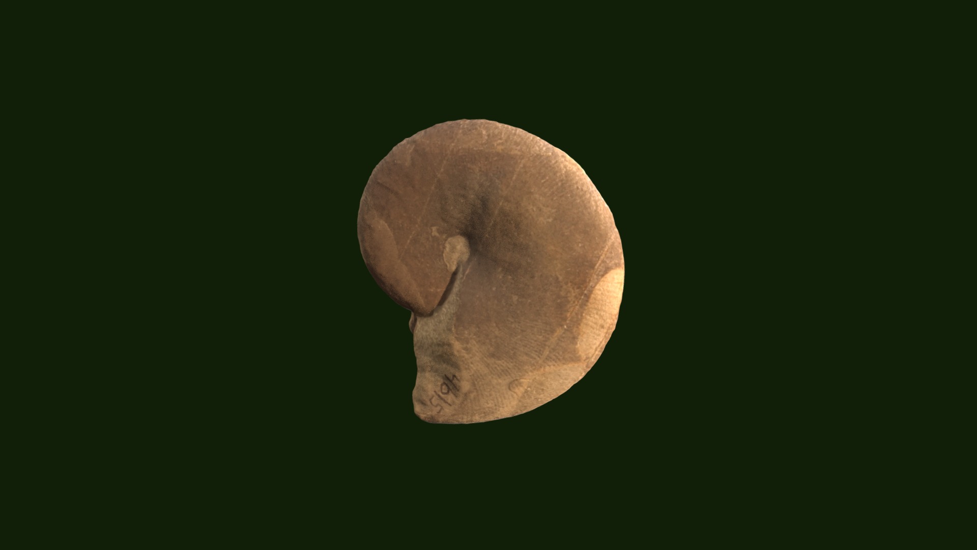 3D model Phylloceras sp. - This is a 3D model of the Phylloceras sp.. The 3D model is about a round white object.