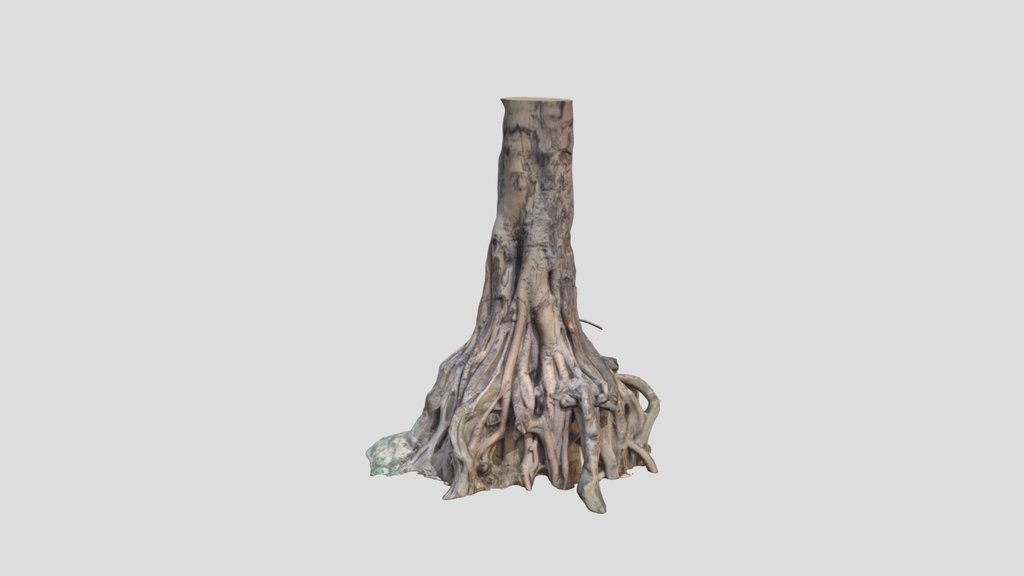 Tree Trunk With Exposed Roots