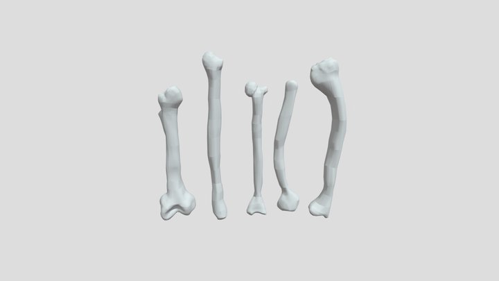 Bones