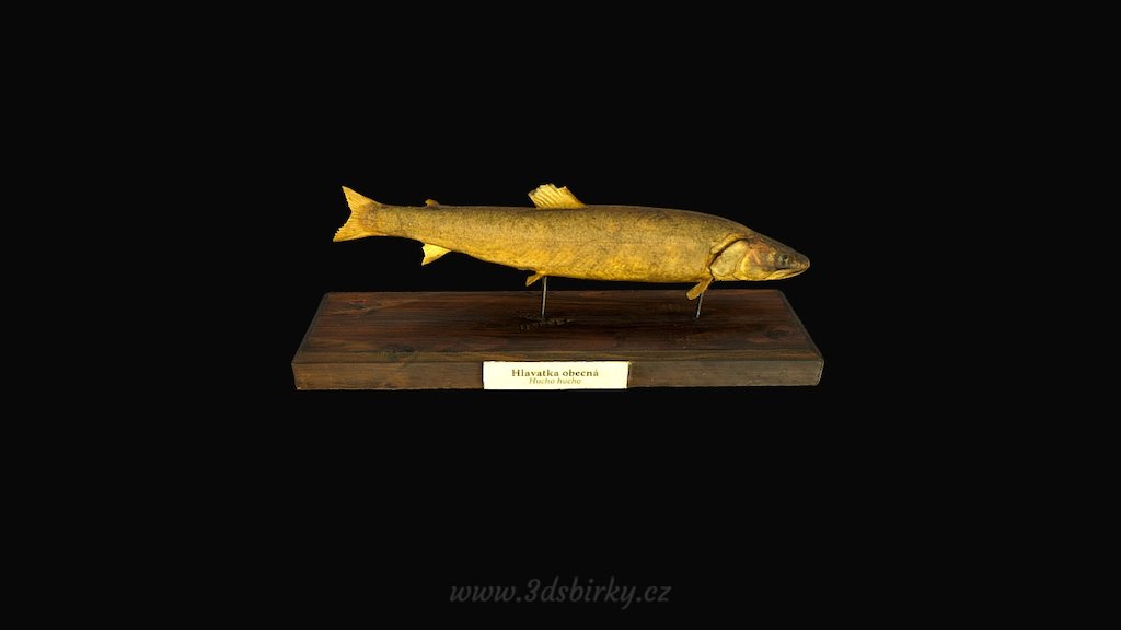 Hlavatka obecná (Hucho hucho L.) — Sketchfab embed 3D viewer