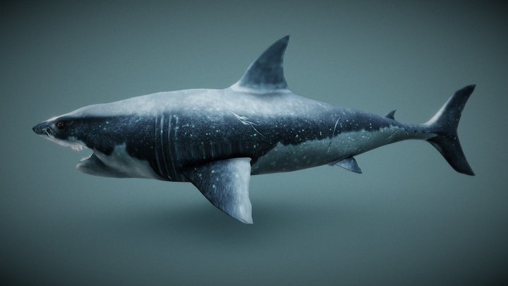 Shark - 3D model by 3Dee [cd77f35] - Sketchfab