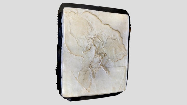 Archaeopteryx Cast 3D Model