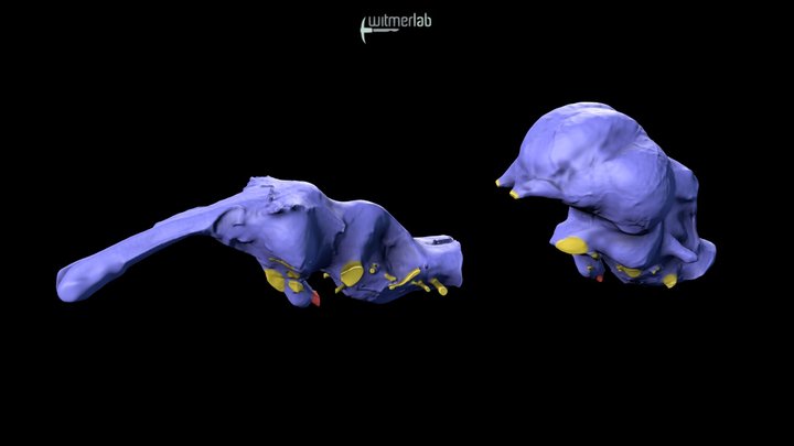 Brain endocasts of alligator & ostrich compared – Modello 3D gratuito STL