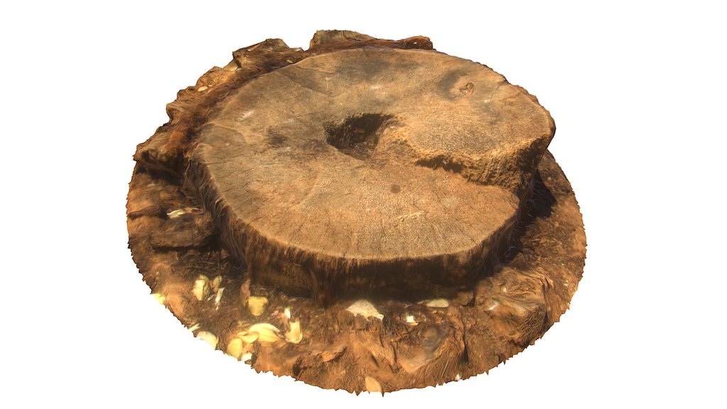 Palm Tree Stump