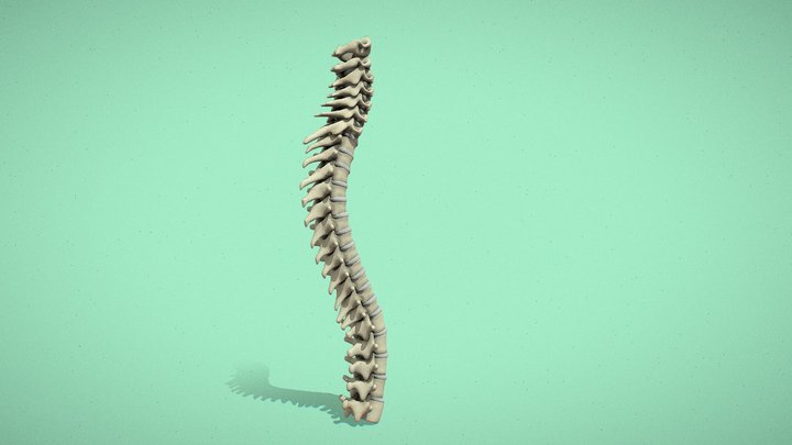 Spine Segments Structure 3D Model