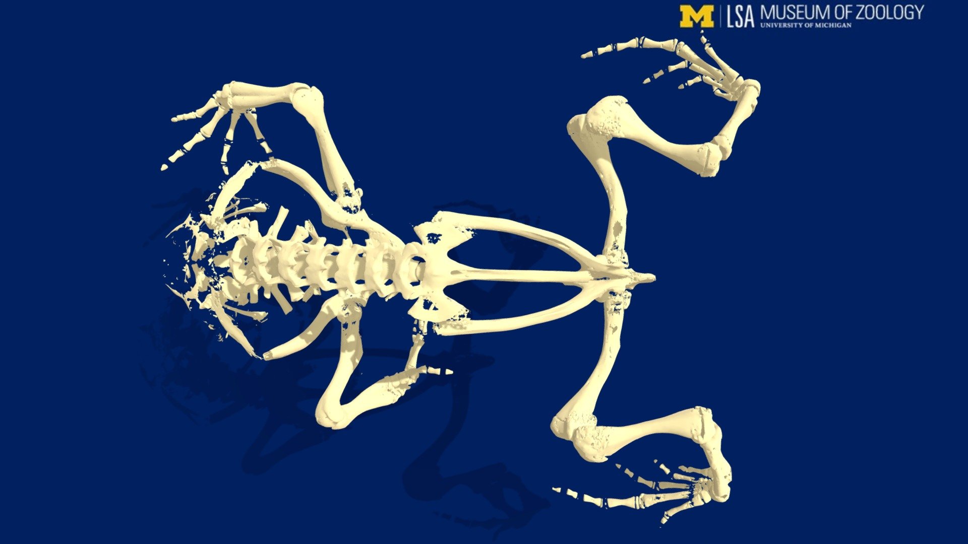 Breviceps skeleton - 3D model by Michigan Herpetology (UMMZ ...