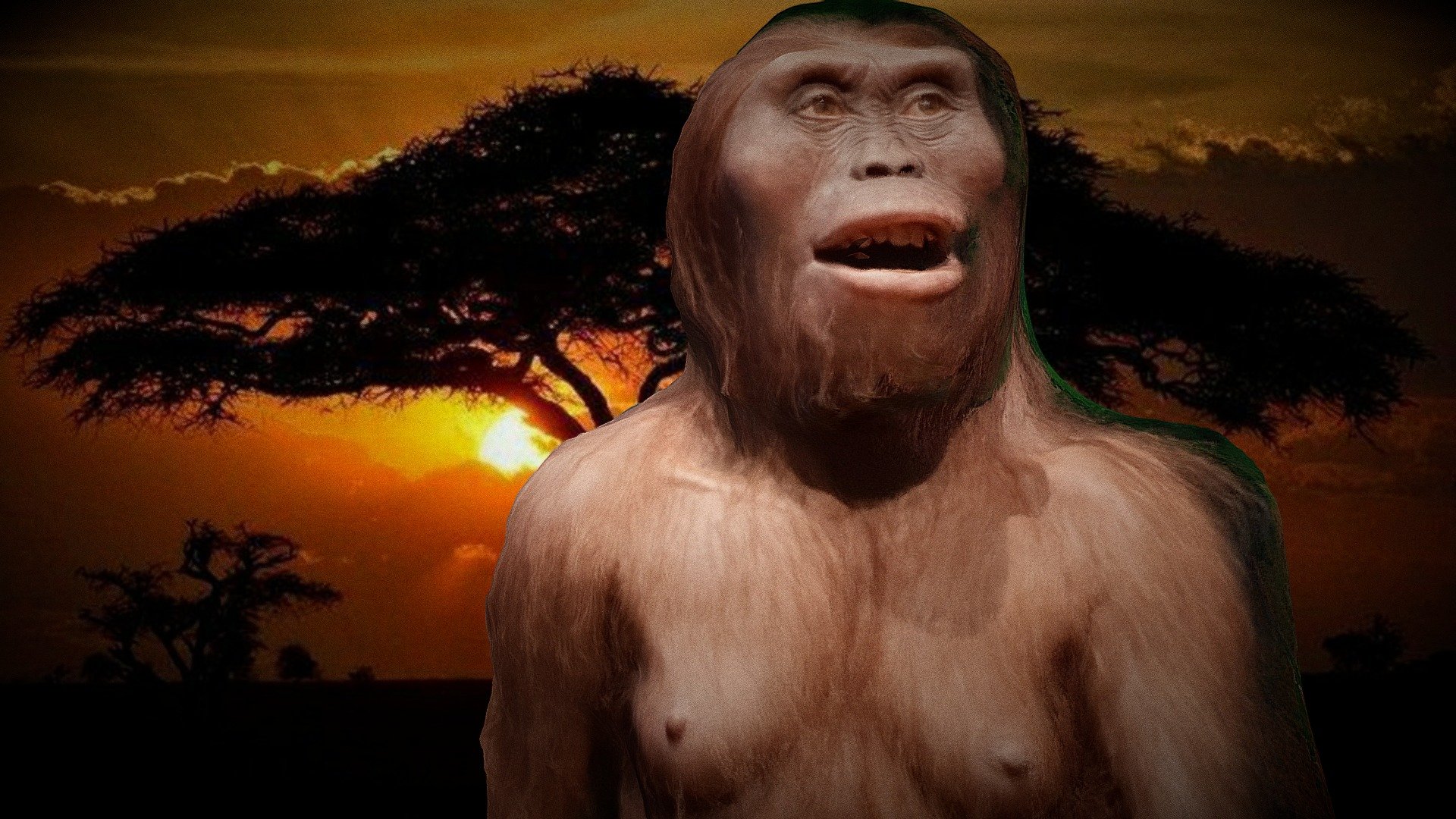 Australopithecus - Cosmocaixa