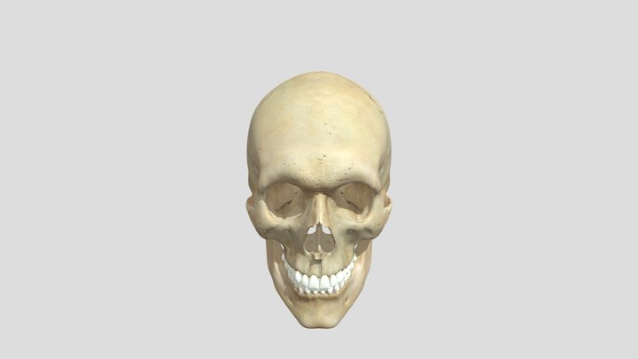 Skull Single Mesh 3D Model