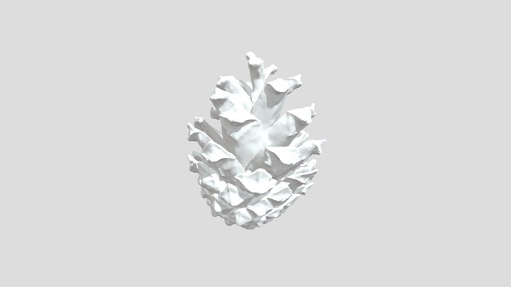 Pine Cone 3D Scan 3D Model