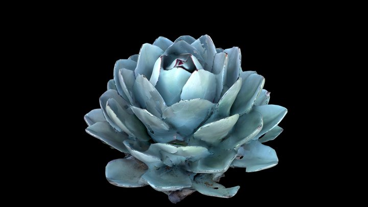 Big Succulent Scan MEDPOLY