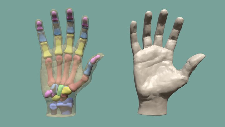 Bones of the hand - Turntable 3D Model