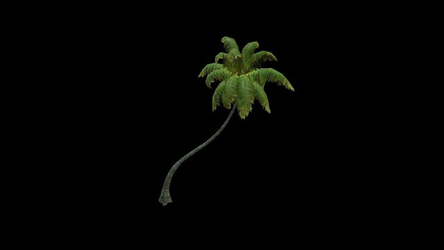 Coconut Palm 1 3D Model