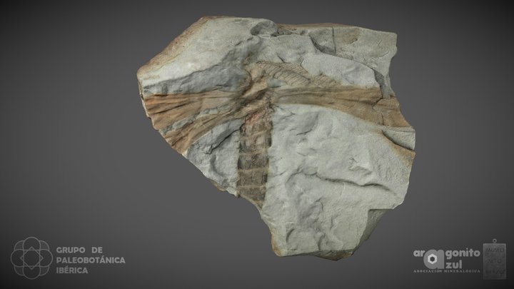 Insecto del Carbonífero 3D Model