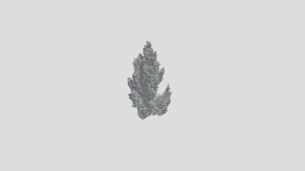 Pine Tree Pinus Flexilis Animated