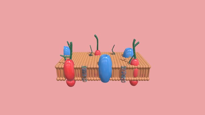 membrana celular 3D Model