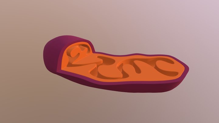 Mitokonder 3D Model