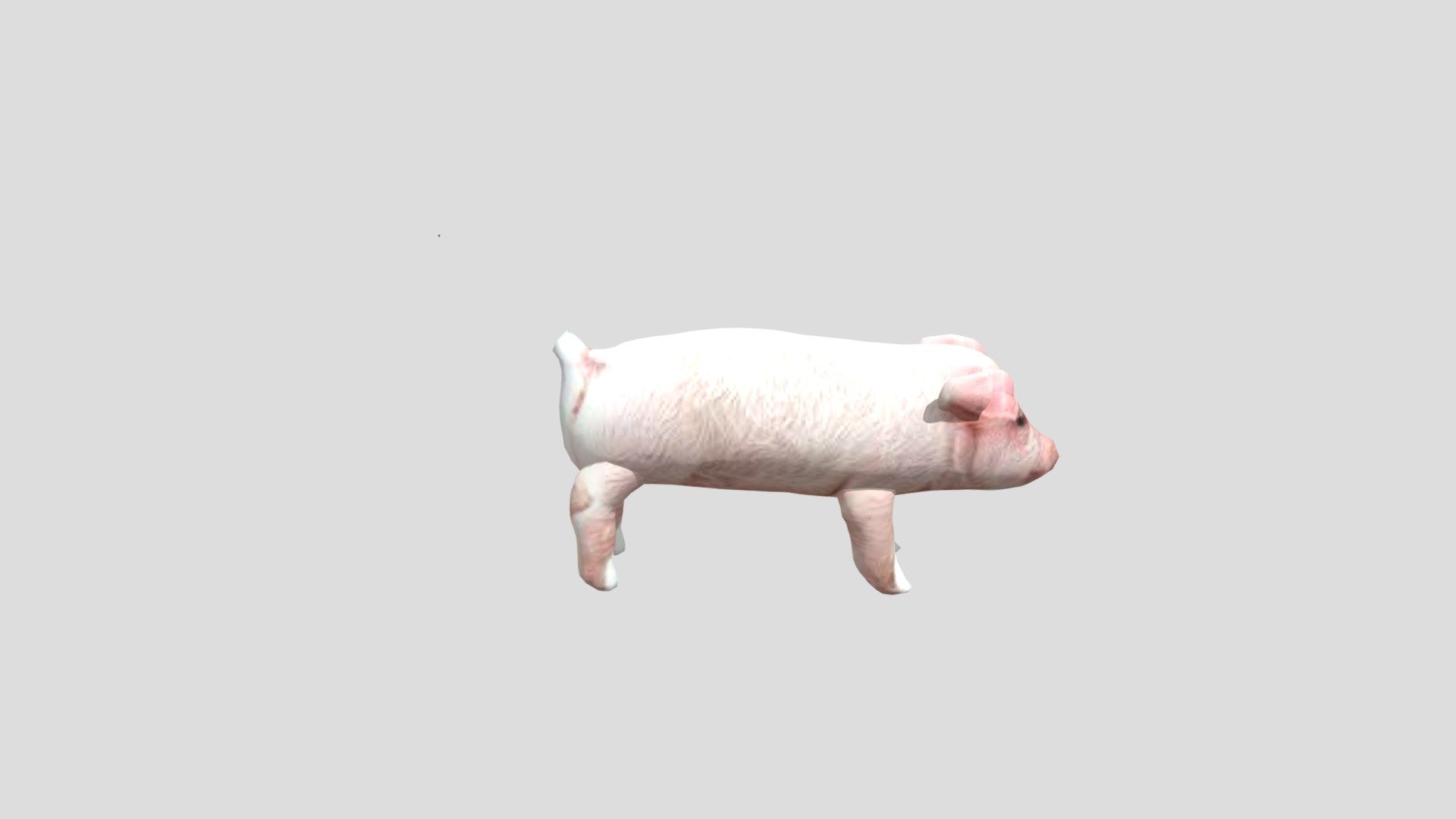 Pig