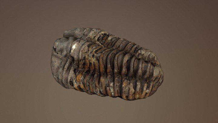 Trilobite 3D Model