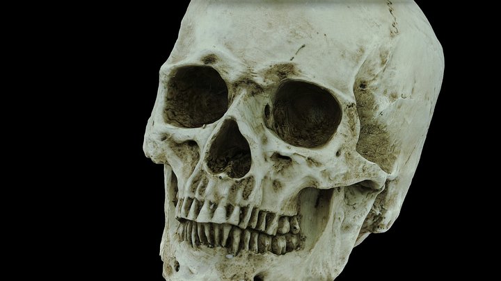 Human Skull - 3D Scan - Totenschädel 3D Model
