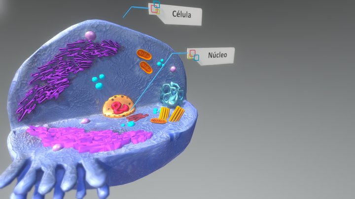 Parts of a cell 3D Model