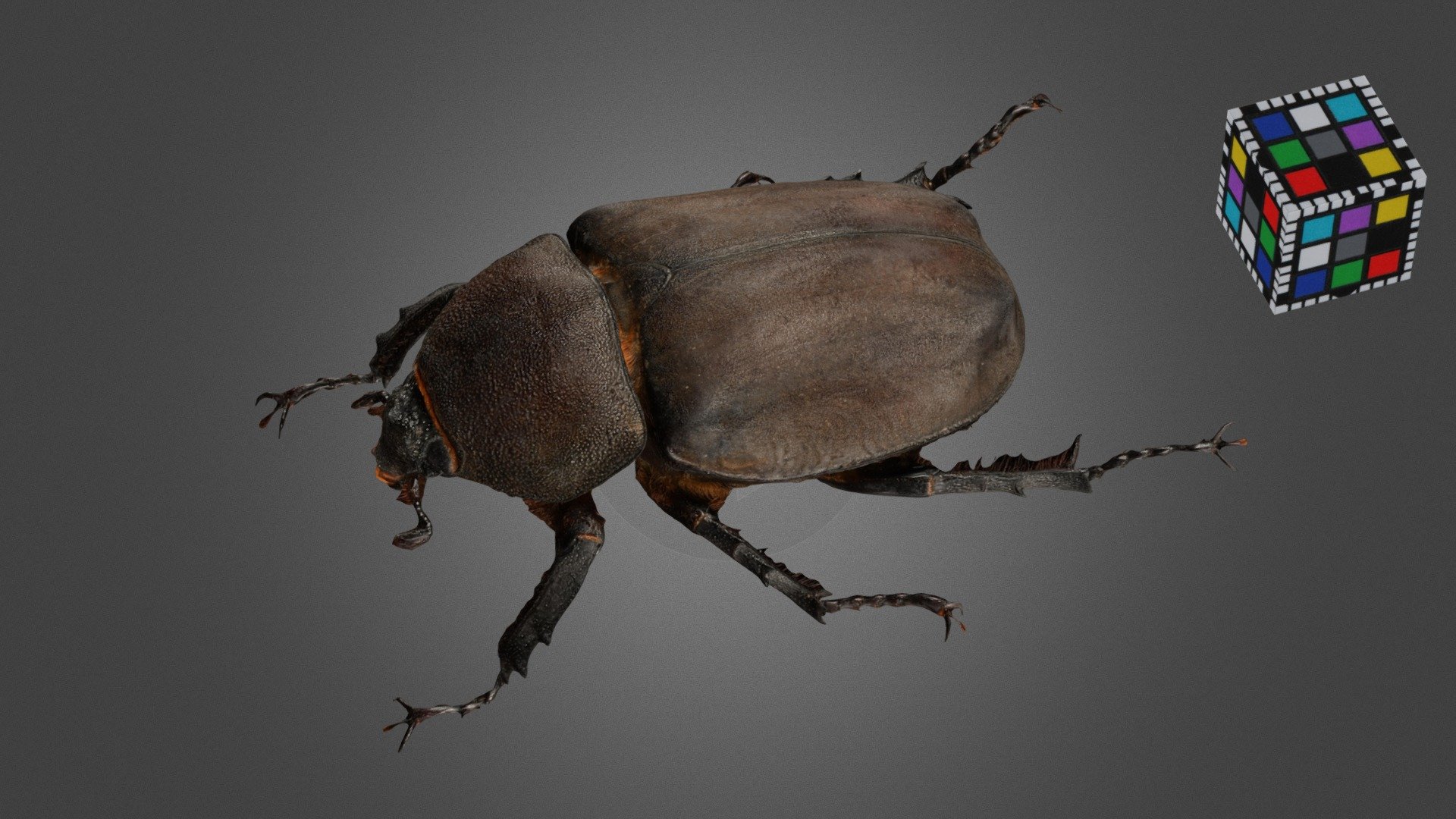 カブトムシ ♀ Rhinoceros Beetle, Trypoxylus dichotomus