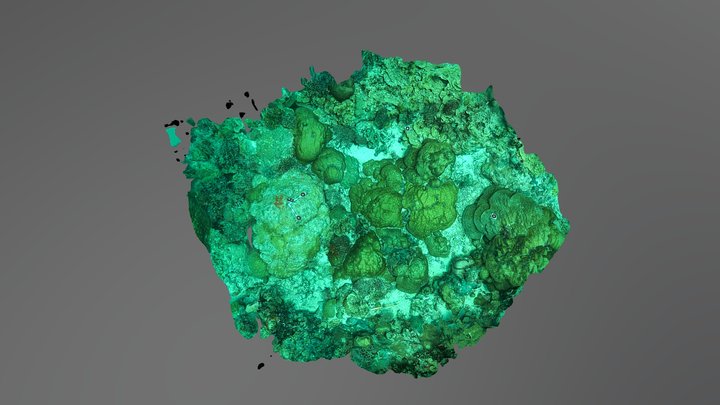 Orange 3 Mid (50fsw) - Coral Monitoring 3D Model