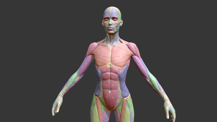 Écorché Female Musclenames Anatomy 3D Model